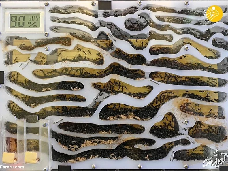 (تصاویر) فروشگاه مورچه فروشی!